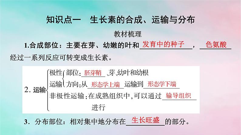 2025版新教材高中生物第5章植物生命活动的调节第1节植物生长素第2课时生长素的合成运输分布和生理作用课件新人教版选择性必修1第4页