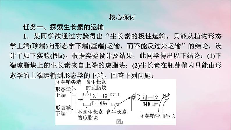 2025版新教材高中生物第5章植物生命活动的调节第1节植物生长素第2课时生长素的合成运输分布和生理作用课件新人教版选择性必修1第6页