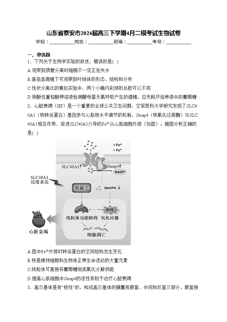 山东省泰安市2024届高三下学期4月二模考试生物试卷(含答案)第1页