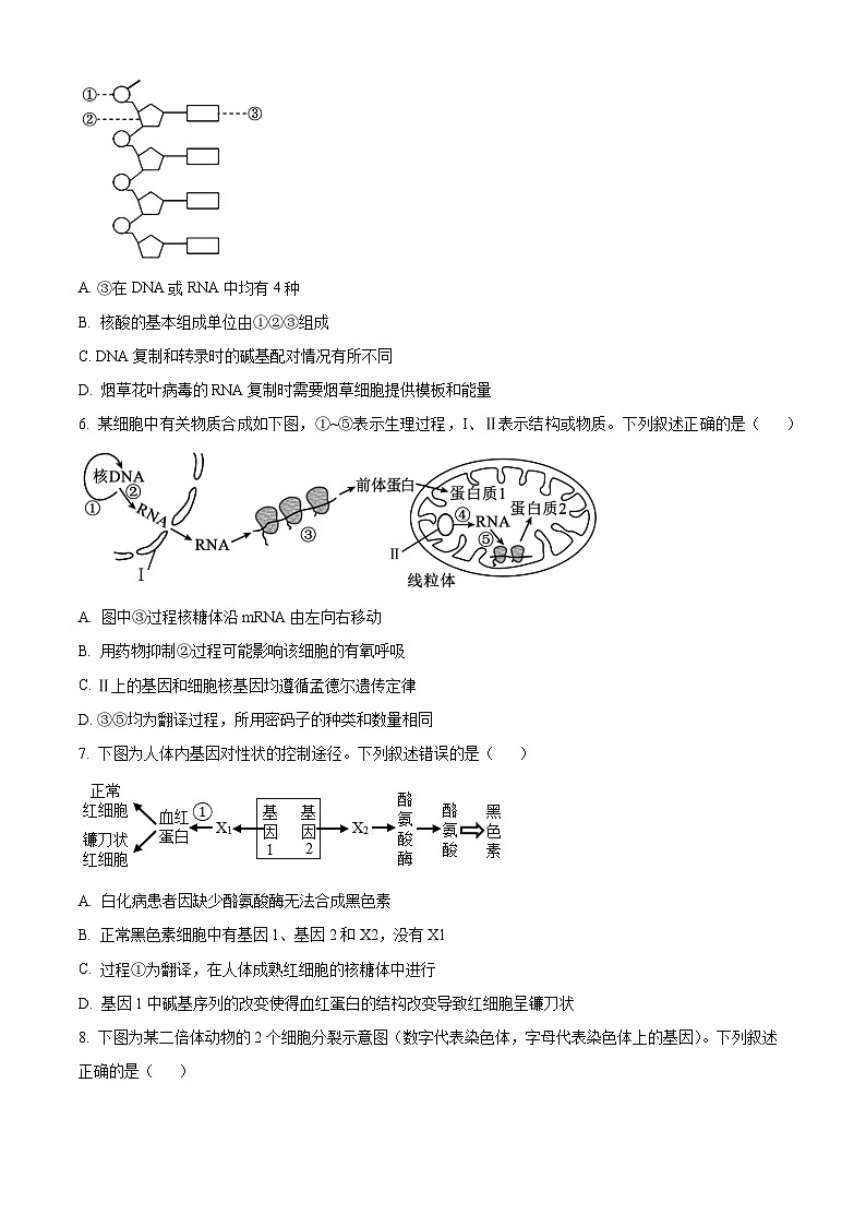 河北省石家庄市2022-2023学年高一下学期期末生物试题 Word版无答案第2页