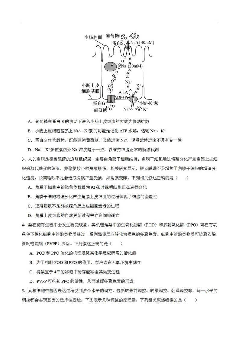 2024年高考押题预测卷—生物（广东卷02）（考试版）02