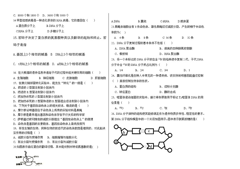 黑龙江省哈尔滨市南岗区哈尔滨市第三十二中学校2023-2024学年高一下学期5月期中考试生物试题02