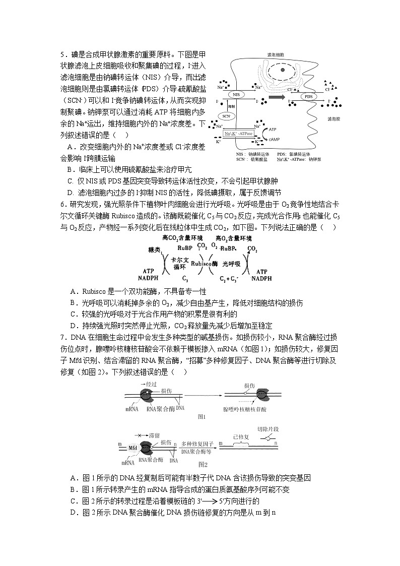 湖北省宜荆荆2024届高三下学期一模生物试题第2页