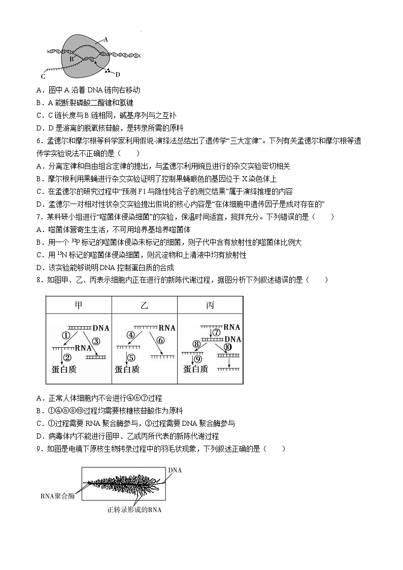 福建省厦门市湖里区厦门双十中学2023-2024学年高一下学期5月期中考试生物试题(无答案)02