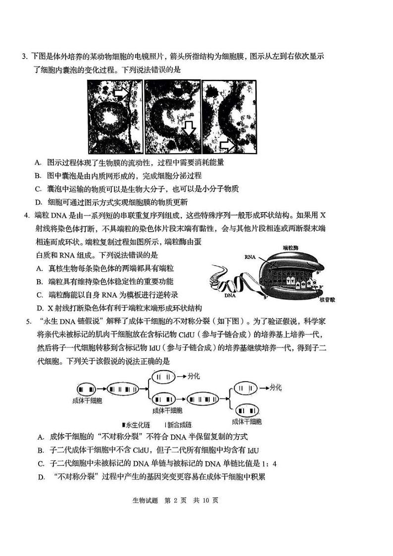 2024届山东省青岛市二模、枣庄市三调高三下学期5月考试生物试题含答案02