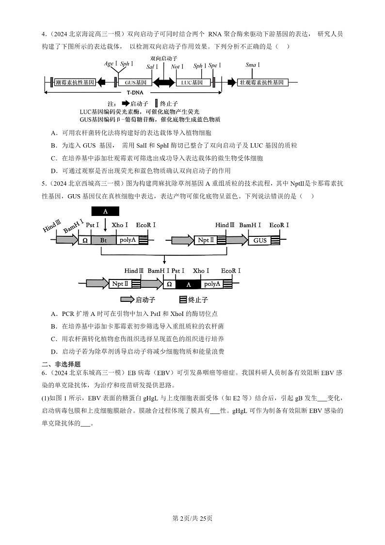 2024北京高三一模试题生物分类汇编：基因工程的基本操作程序第2页