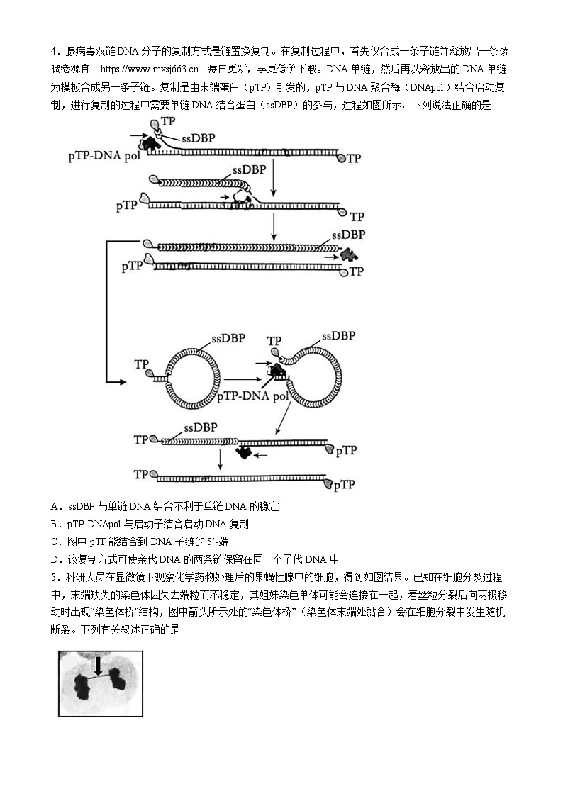 辽宁省沈阳市第二中学2023-2024学年高三下学期4月份阶段测试生物试卷02