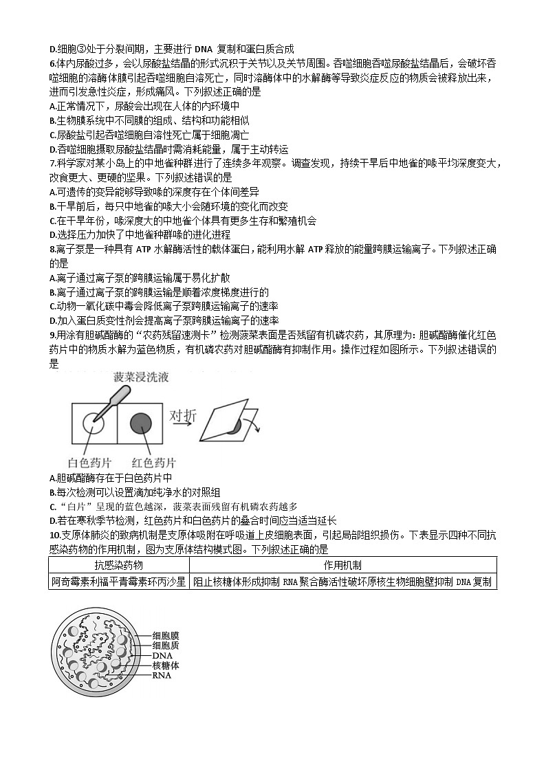 2024丽水发展共同体高二下学期5月期中联考试题生物含答案第2页