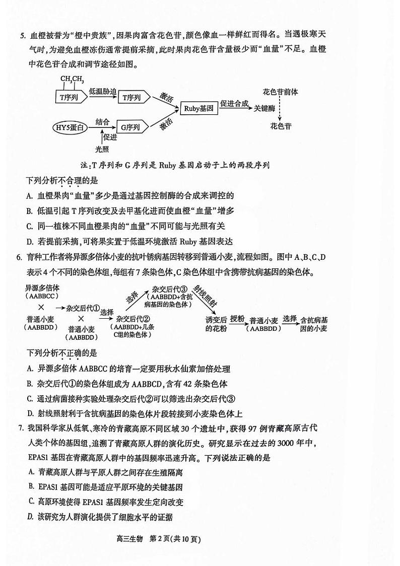 2024北京朝阳高三二模生物试题及答案02