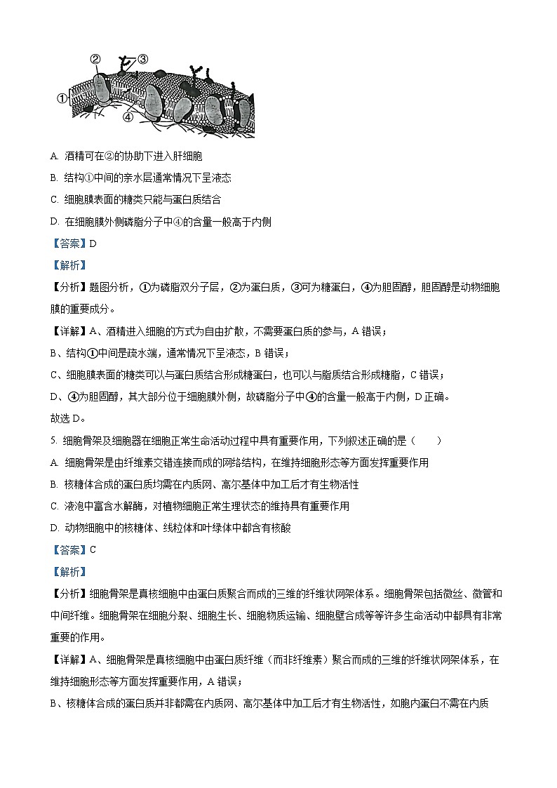 2024绍兴会稽联盟高一下学期4月期中考试生物含解析03