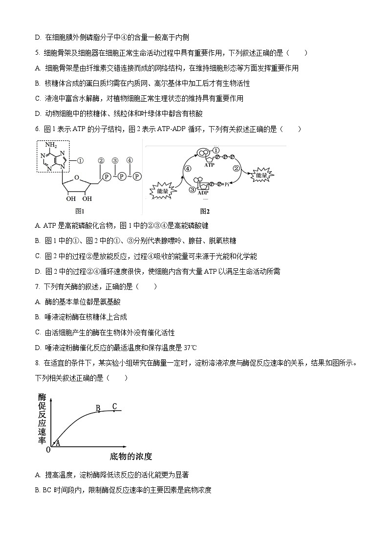 2024绍兴会稽联盟高一下学期4月期中考试生物含解析02