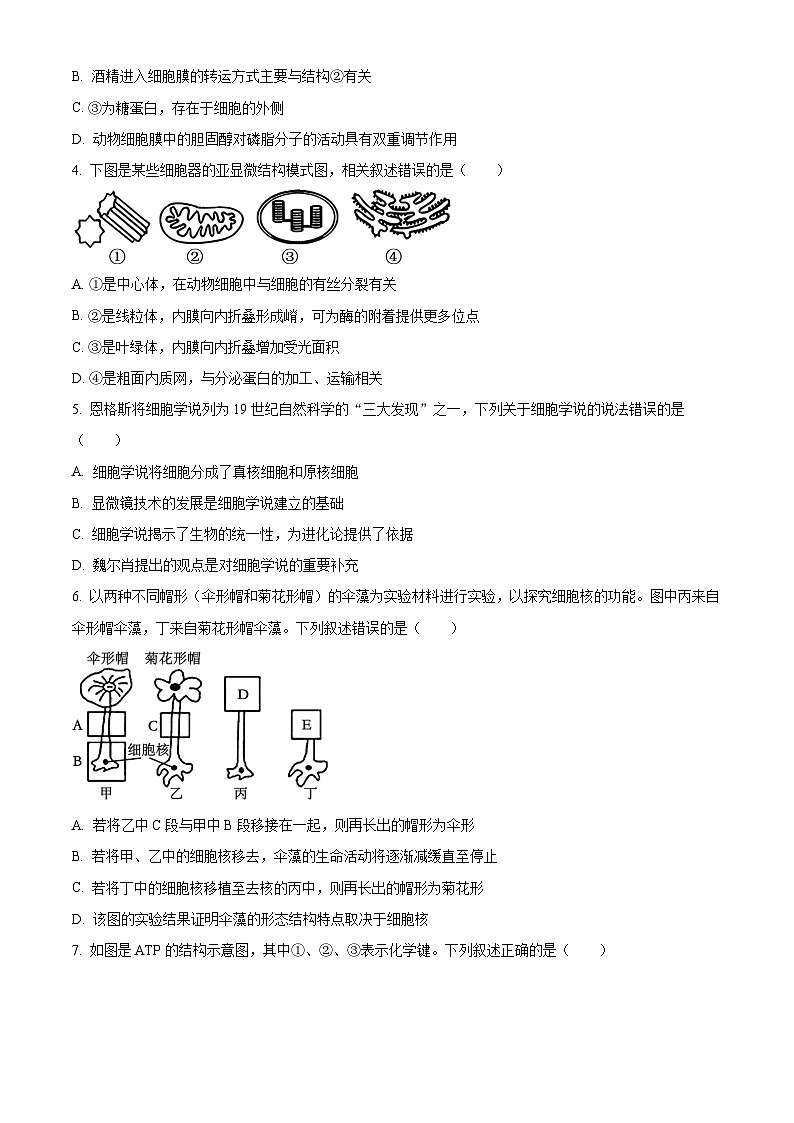 2024台州山海协作体高一下学期4月期中考试生物含解析02