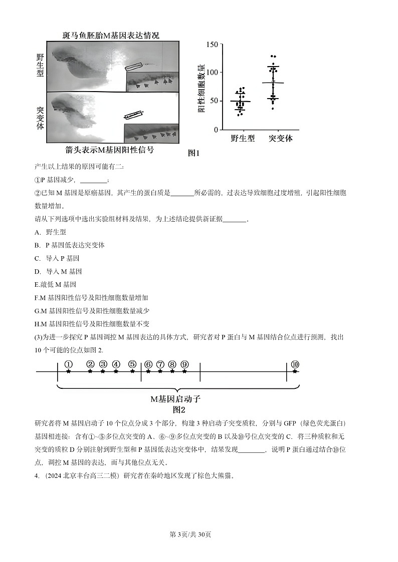 2024北京高三二模生物试题分类汇编：遗传与进化（非选择题）第3页