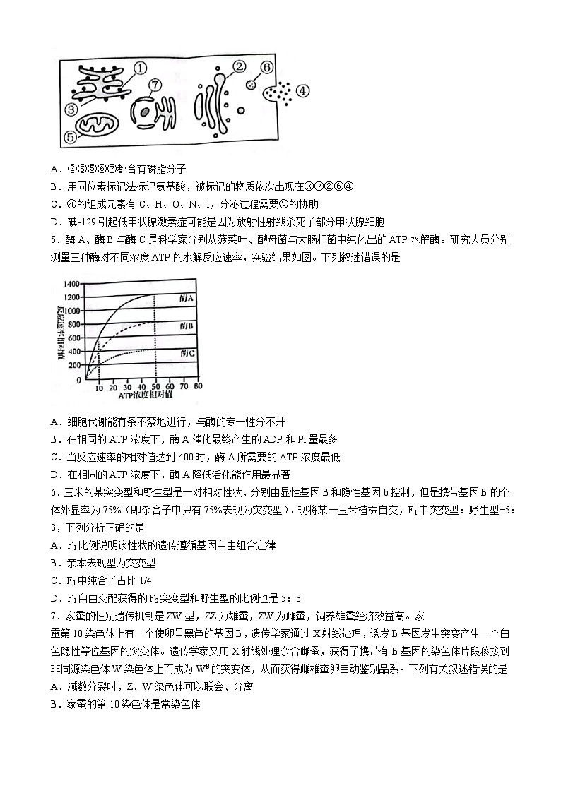 2024届吉林省吉林市普通高中高三第四次模拟考试生物试题(无答案)第2页
