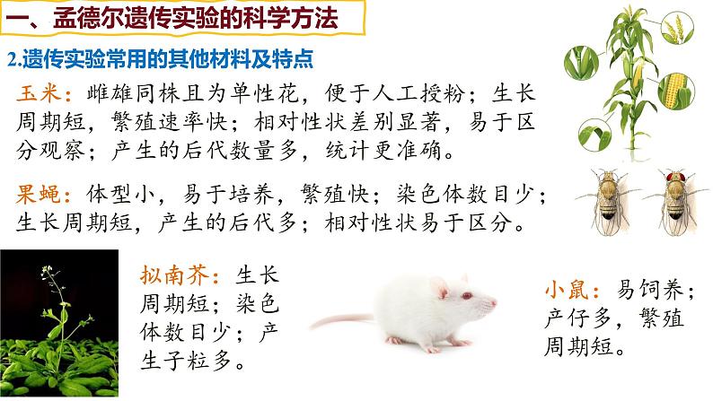 第13讲 基因的分离定律-【备战一轮】最新高考生物一轮复习优质课件08