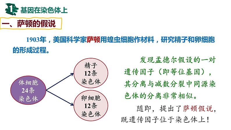 第15讲 伴性遗传和人类遗传病-【备战一轮】最新高考生物一轮复习优质课件第6页