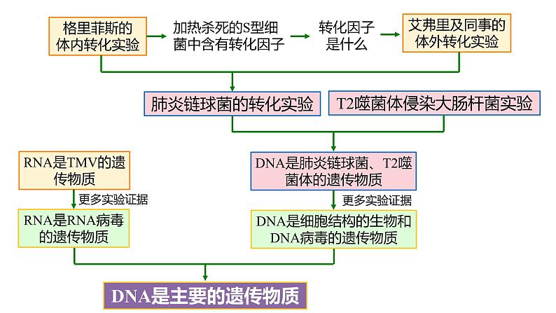 第16讲 DNA是主要的遗传物质-【备战一轮】最新高考生物一轮复习优质课件04