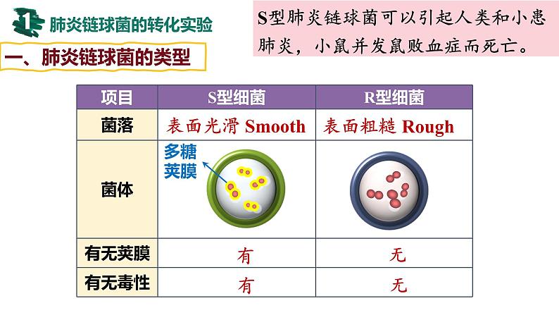 第16讲 DNA是主要的遗传物质-【备战一轮】最新高考生物一轮复习优质课件07