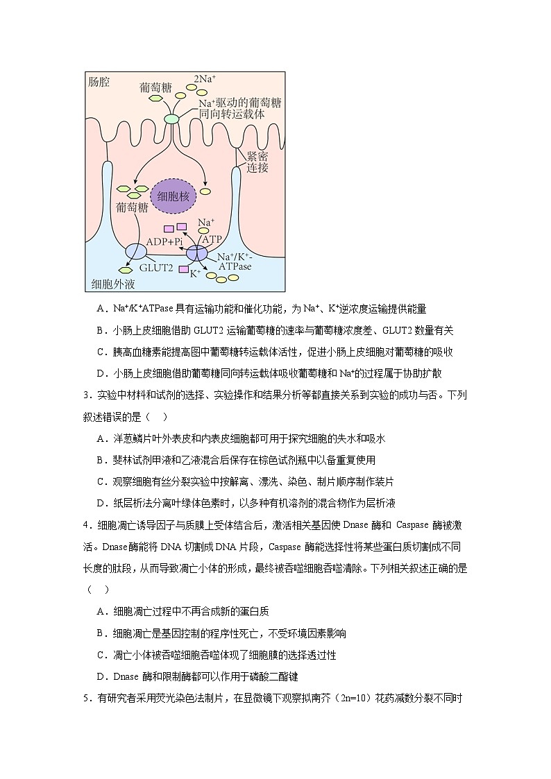 模拟卷02-【赢在高考·模拟8卷】备战2024年高考生物模拟卷（江苏专用）02