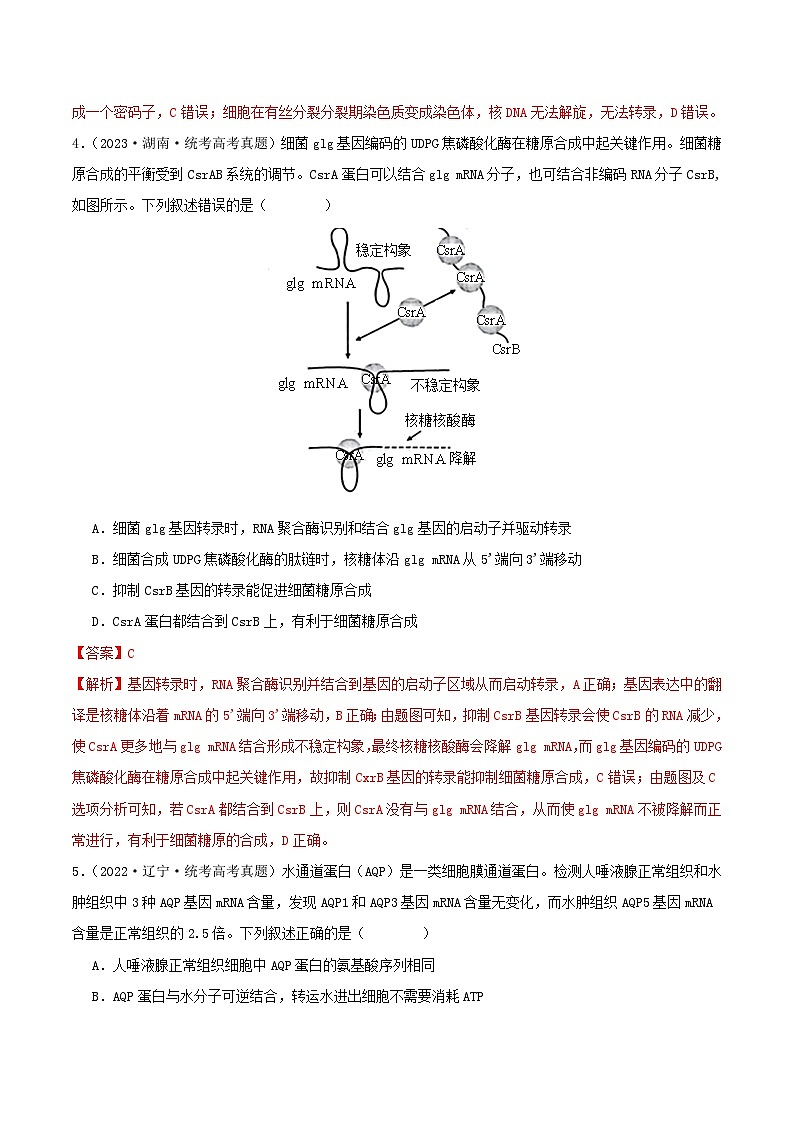 专题08 基因表达--三年（2021-2023）高考生物真题分项汇编（全国通用）03