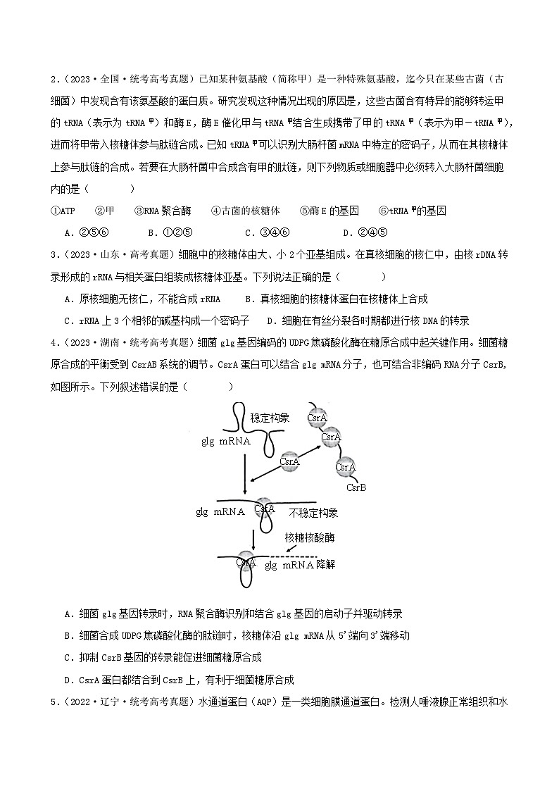 专题08 基因表达--三年（2021-2023）高考生物真题分项汇编（全国通用）02