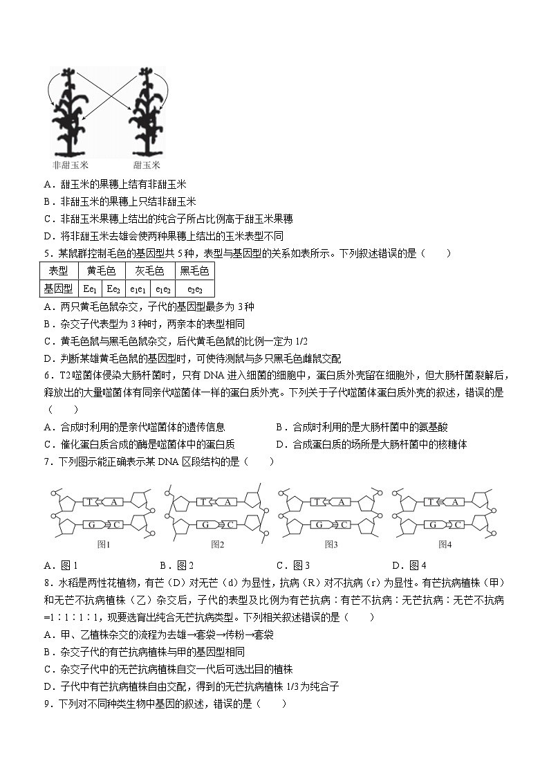 广东省河源市部分学校2023-2024学年高一下学期5月期中联考生物试卷（Word版附解析）第2页