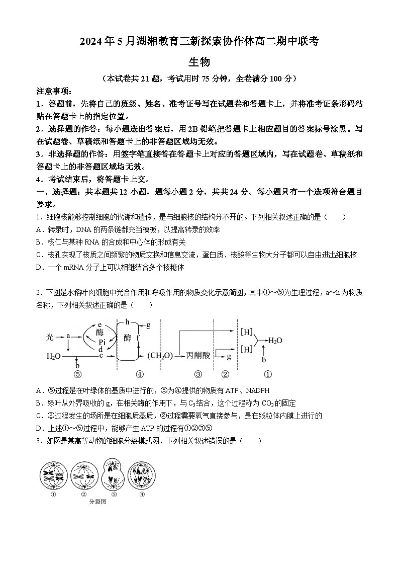 湖南省湖湘教育三新探索协作体2023-2024学年高二下学期期中联考生物试卷（Word版附解析）01