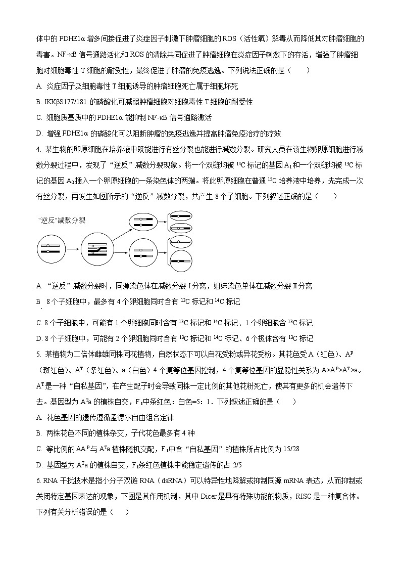2024届山东省实验中学高三下学期5月针对性考试生物试题（原卷版）第2页