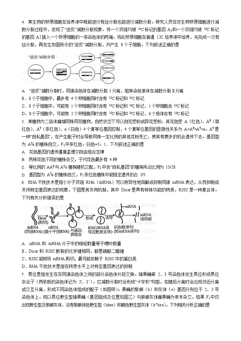 2024届山东省实验中学高三下学期5月针对性考试（二模）生物试题+参考答案02
