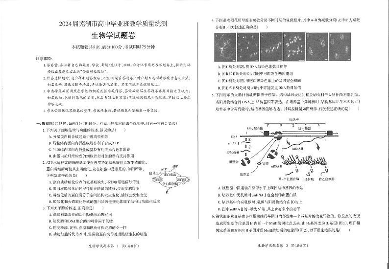 安徽省芜湖市2024届高三下学期二模生物试题 扫描版含答案01