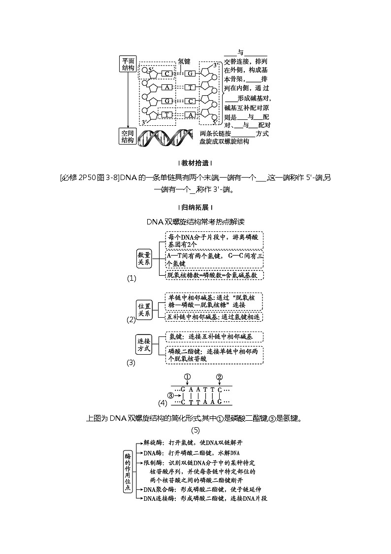 2025届高考 一轮复习  人教版 DNA分子的结构、复制及基因的本质  学案02