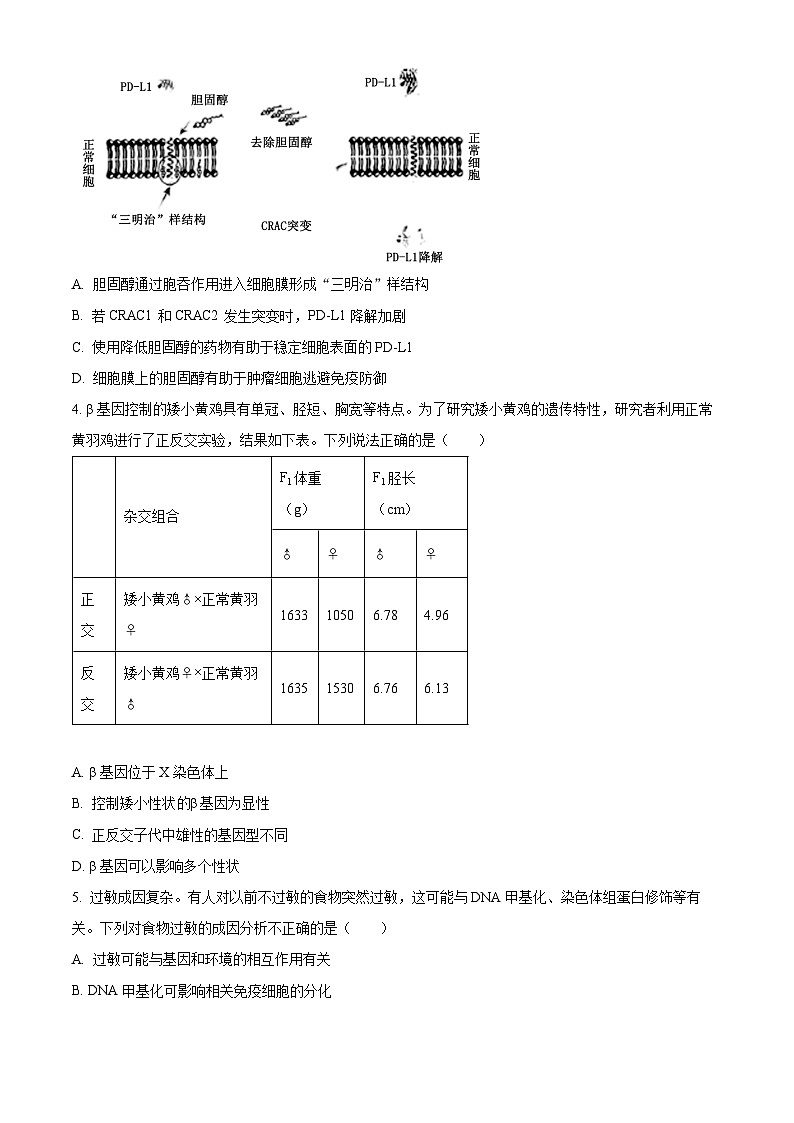 北京市丰台区2023-2024学年高三下学期二模考试生物试题（原卷版）第2页