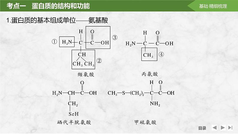 2025届高考 一轮复习 苏教版  蛋白质是生命活动的主要承担者 课件(江苏版)第5页