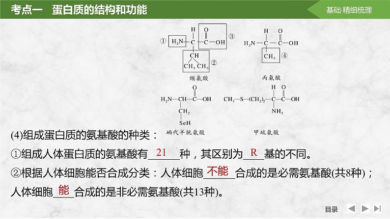 2025届高考 一轮复习 苏教版  蛋白质是生命活动的主要承担者 课件(江苏版)第7页