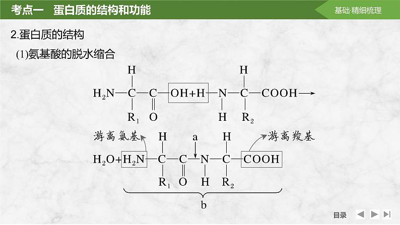 2025届高考 一轮复习 苏教版  蛋白质是生命活动的主要承担者 课件(江苏版)第8页