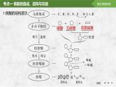 2025届高考 一轮复习 苏教版  核酸是遗传信息的携带者 课件(江苏版)