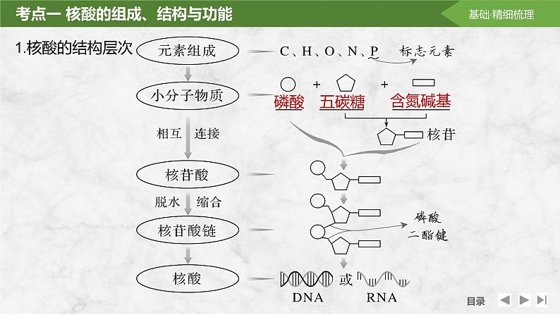 2025届高考 一轮复习 苏教版  核酸是遗传信息的携带者 课件(江苏版)第5页