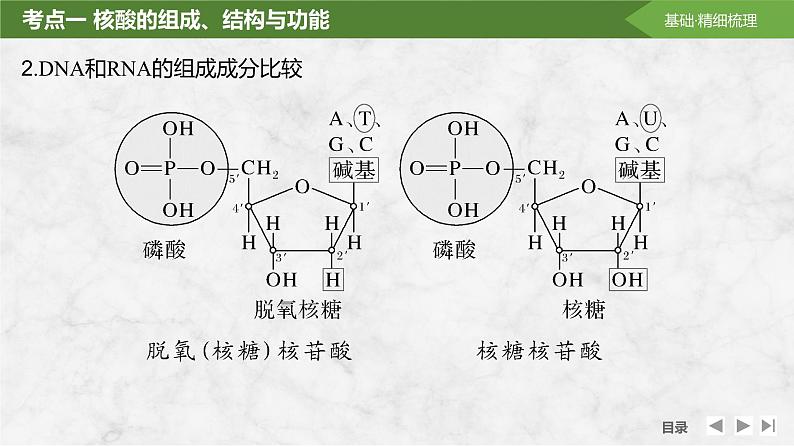 2025届高考 一轮复习 苏教版  核酸是遗传信息的携带者 课件(江苏版)第6页