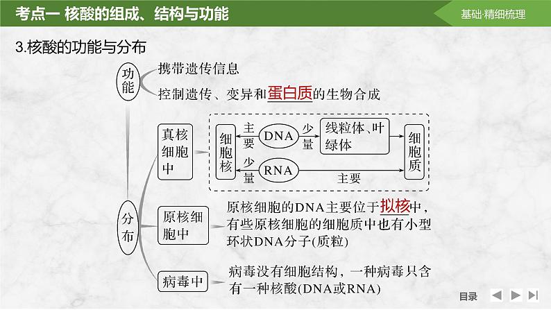 2025届高考 一轮复习 苏教版  核酸是遗传信息的携带者 课件(江苏版)第8页