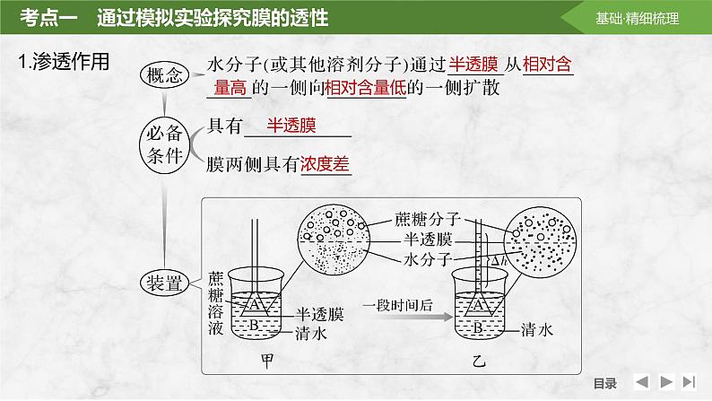 2025届高考 一轮复习 苏教版  水进出细胞的原理 课件(江苏版)05