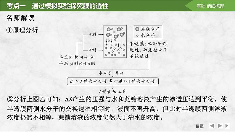 2025届高考 一轮复习 苏教版  水进出细胞的原理 课件(江苏版)06