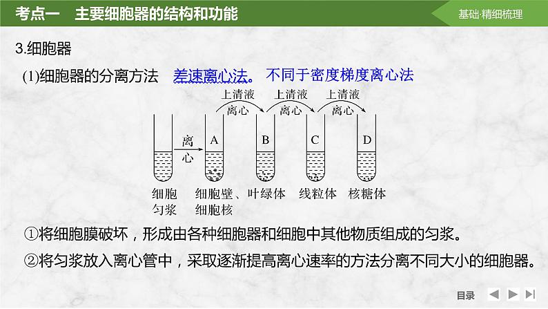 2025届高考 一轮复习 苏教版  细胞器之间的分工合作 课件(江苏版)07