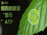 2025届高考 一轮复习 苏教版 细胞的能量“货币”ATP 课件(江苏版) (1)