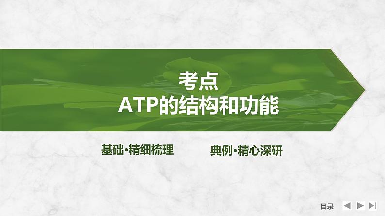 2025届高考 一轮复习 苏教版 细胞的能量“货币”ATP 课件(江苏版) (1)第4页