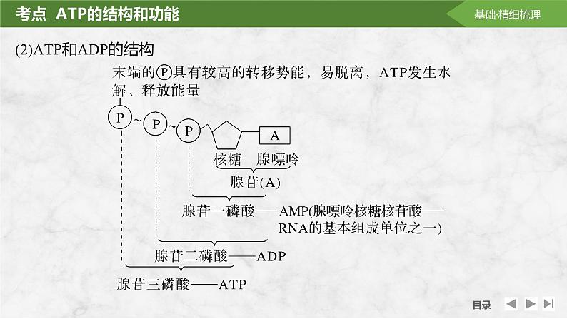 2025届高考 一轮复习 苏教版 细胞的能量“货币”ATP 课件(江苏版) (1)第6页