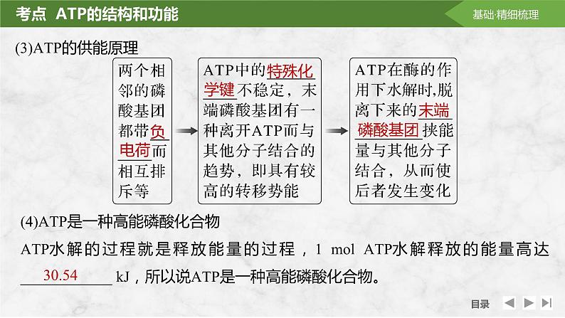 2025届高考 一轮复习 苏教版 细胞的能量“货币”ATP 课件(江苏版) (1)第7页