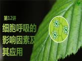 2025届高考 一轮复习 苏教版 细胞呼吸的影响因素及其应用 课件(江苏版)