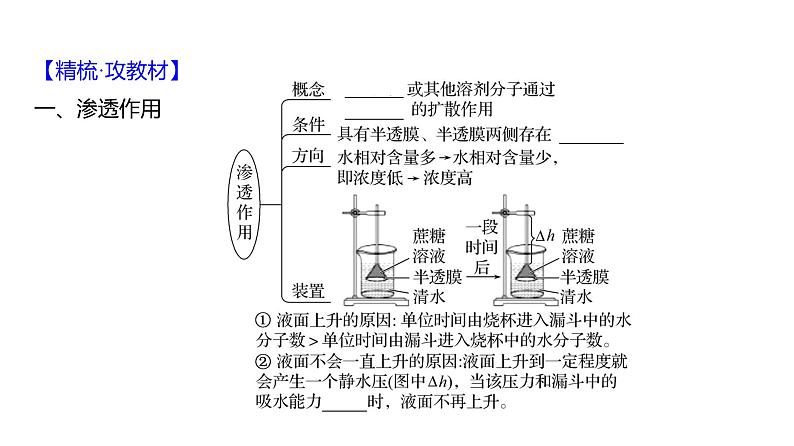 2025届高考 一轮复习 人教版 细胞的物质输入与输出 课件(多选版)04