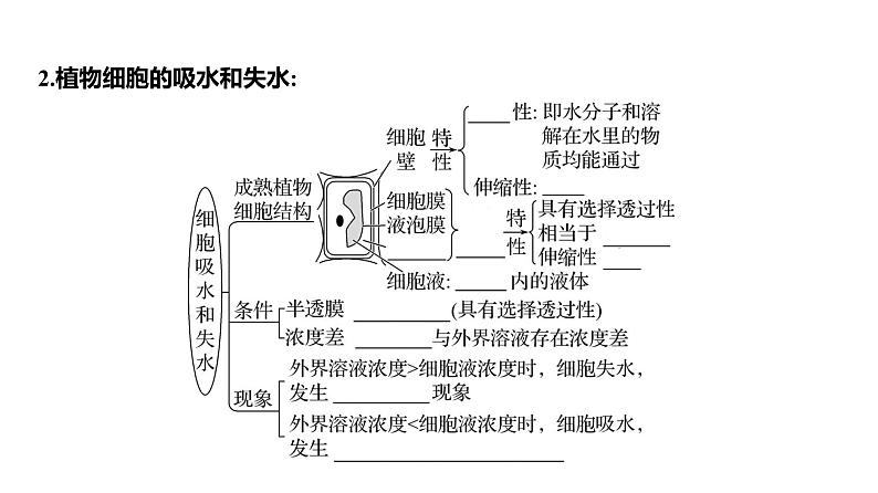 2025届高考 一轮复习 人教版 细胞的物质输入与输出 课件(多选版)07