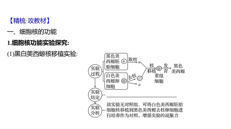 2025届高考 一轮复习 人教版 细胞核的结构和功能 课件(多选版)第3页